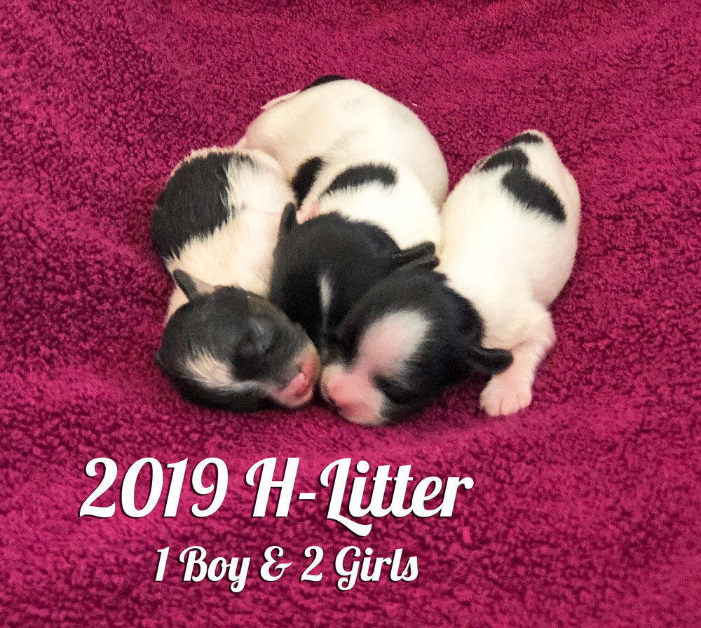 2019 Biewer Terrier H-Litter