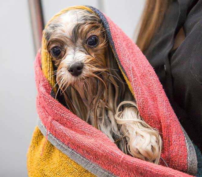 Biewer Terrier getting towel dried after a bath