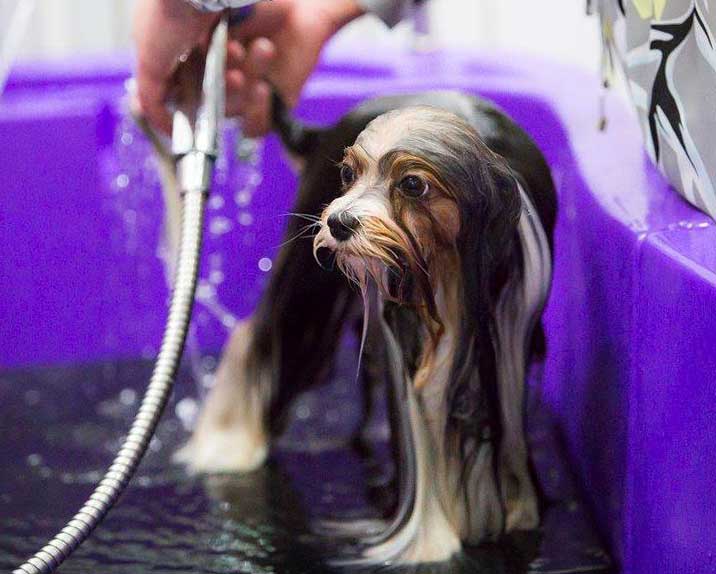 Biewer Terrier getting a bath