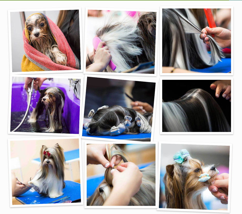 Show Grooming for the Biewer Terrier Rocky Mountain Biewer Terriers