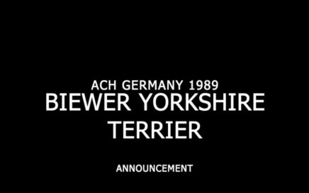 Biewer Yorkshire Terrier Announcement
