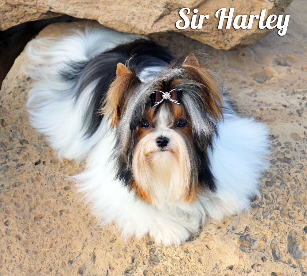 biewer terrier adult