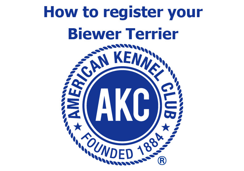 How to register your Biewer Terrier with AKCHow to register your Biewer Terrier with AKC