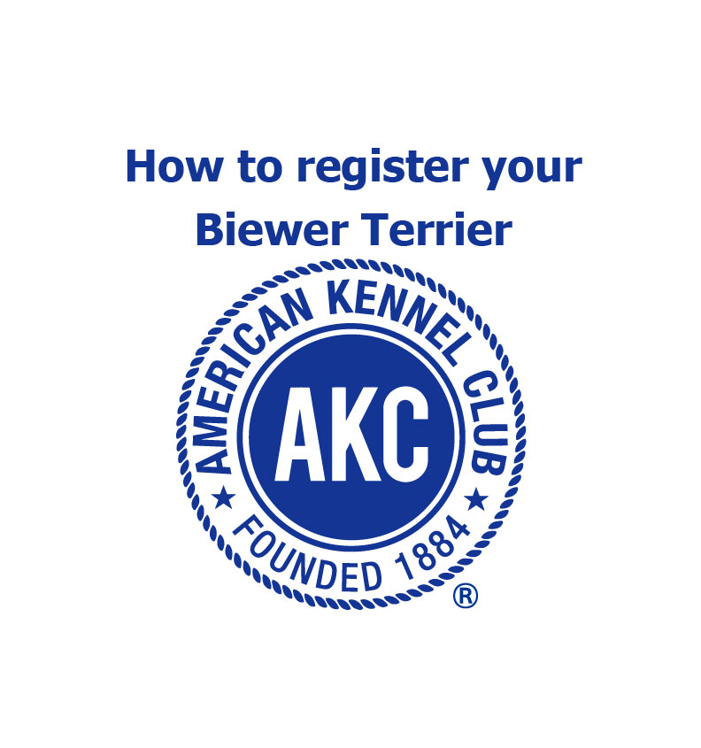 How to register your Biewer Terrier with AKC