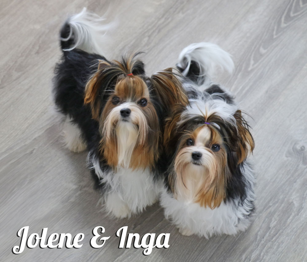 Biewer Terrier Females Rocky Mountain's Lady Jolene & Lady Inga