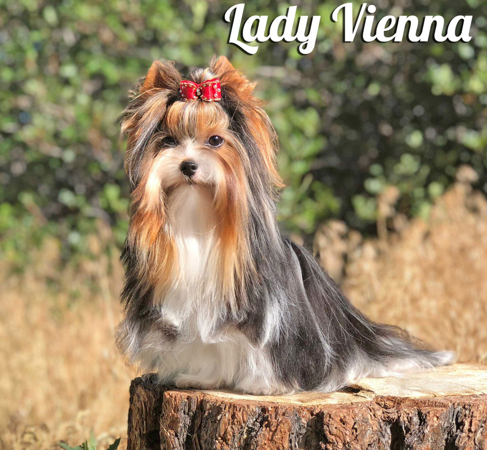 Rocky Mountain's Lady Vienna