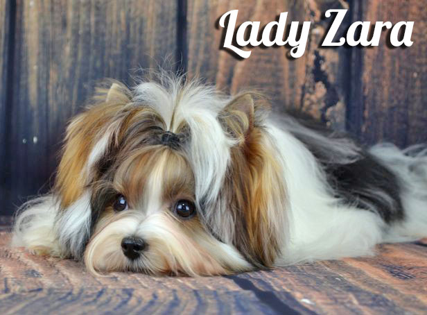 Rocky Mountain's Lady Zara