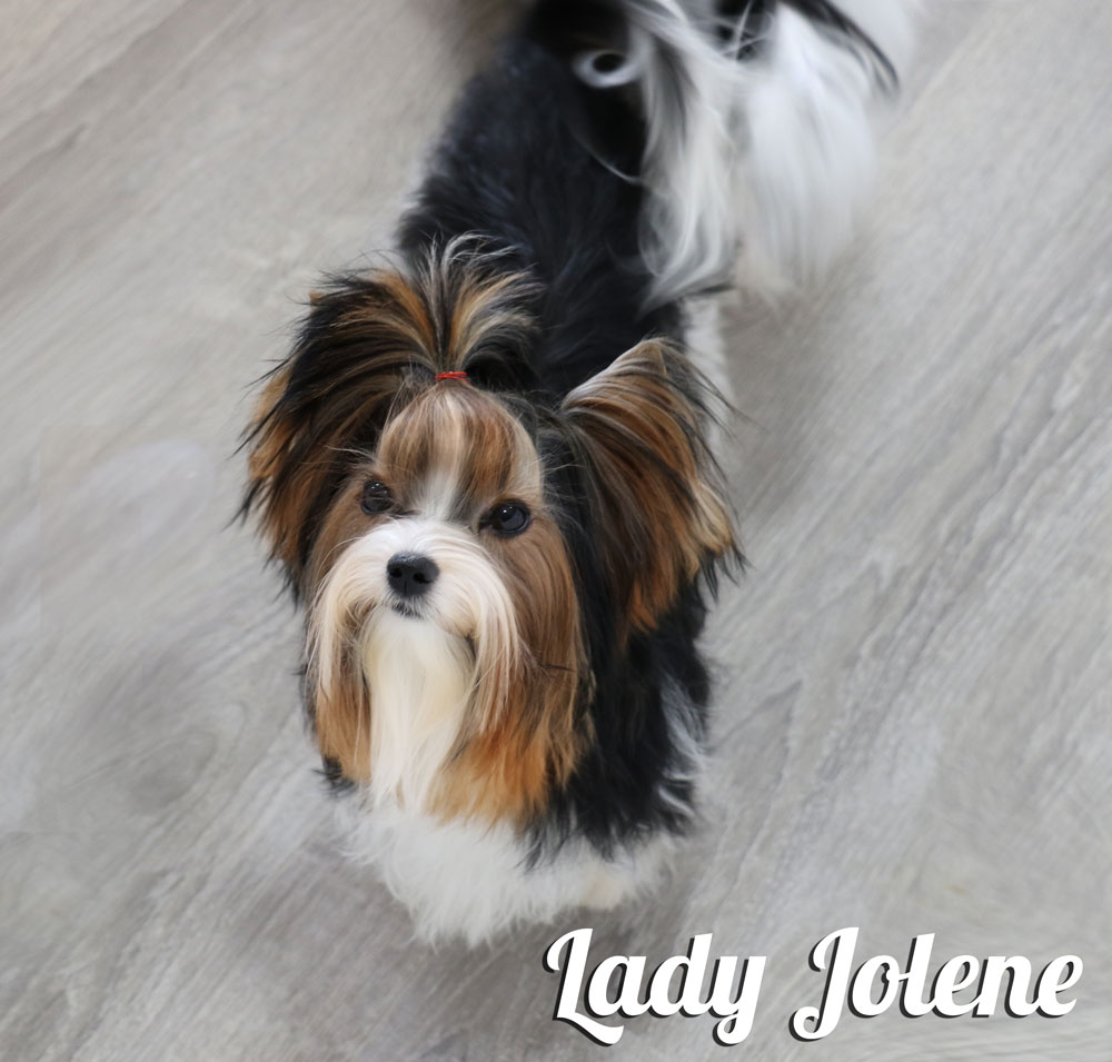 Biewer Terrier Females Rocky Mountain's Lady Jolene