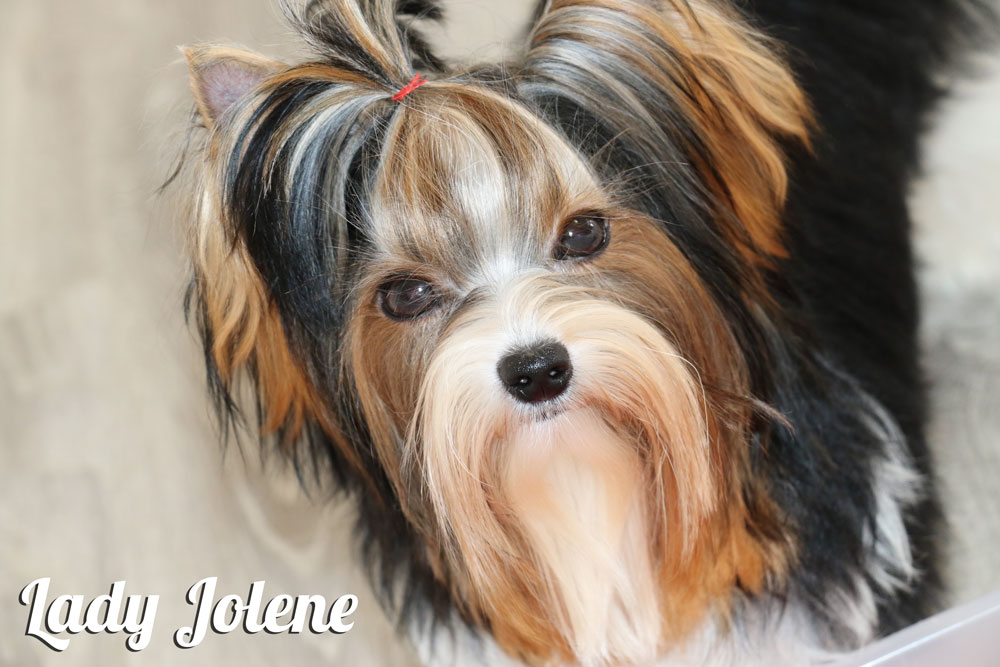 Biewer Terrier Females Rocky Mountain's Lady Jolene