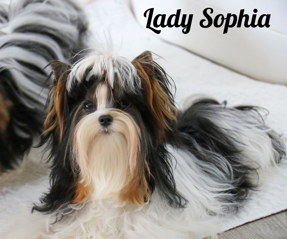 Biewer Terrier Females Rocky Mountain's Lady Sophia