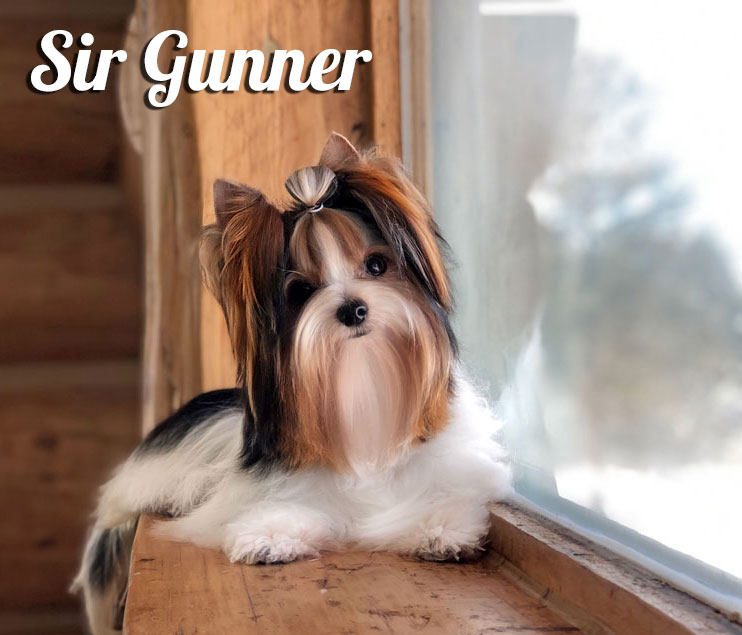 Biewer Terrier Rocky Mountain's Sir Gunner