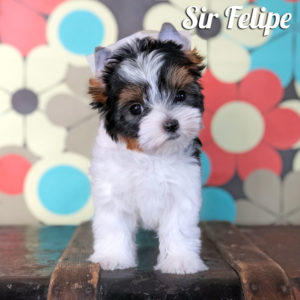Biewer Puppy Felipe