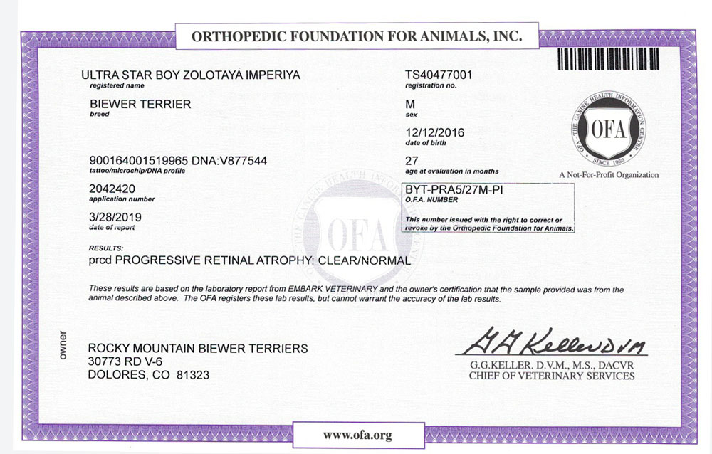Biewer Terrier Rocky Mountains Sir Maverick PRCD OFA Health Test Certificate