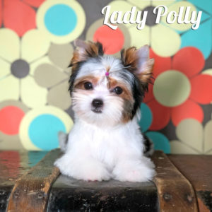 Polly Biewer Puppy