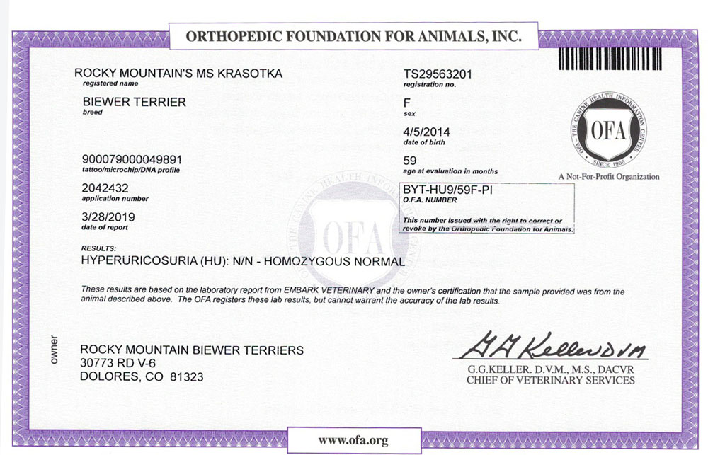 Biewer Terrier Rocky Mountains Lady Soda HU OFA Health Test Certificate