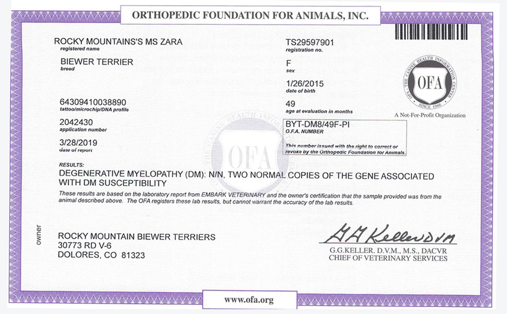 Biewer Terrier Rocky Mountains Sir Zander DM OFA Health Test Certificate
