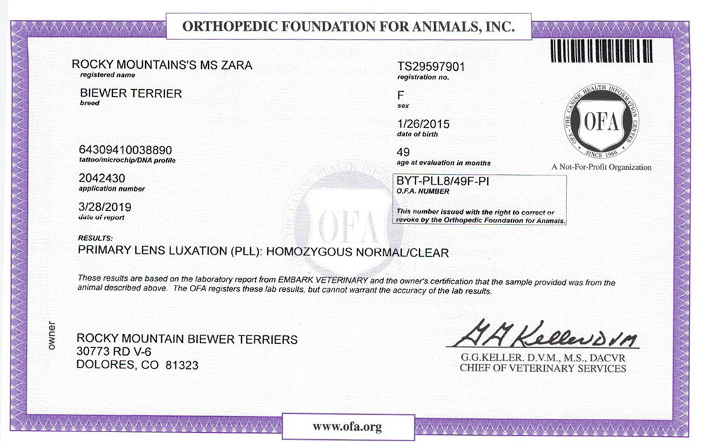 Biewer Terrier Rocky Mountains Lady Zara PLL OFA Health Test Certificate
