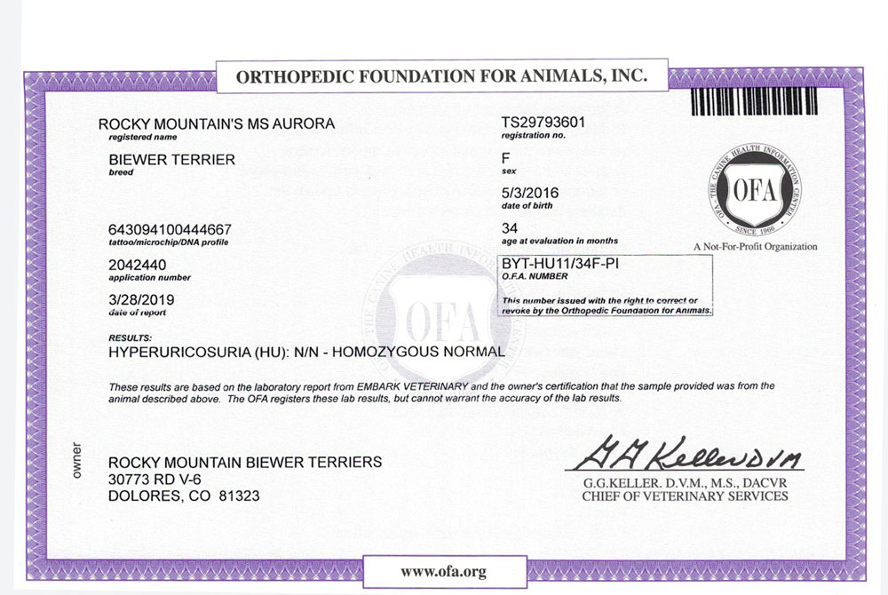 Biewer Terrier Rocky Mountains Lady Aurora HU OFA Health Test Certificate