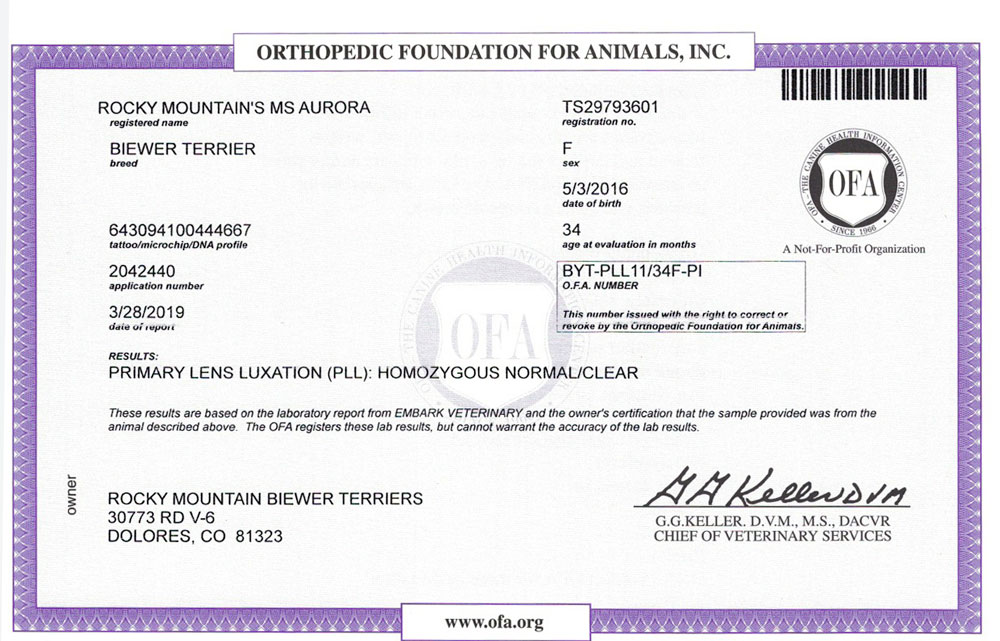 Biewer Terrier Rocky Mountains Lady Aurora PLL OFA Health Test Certificate