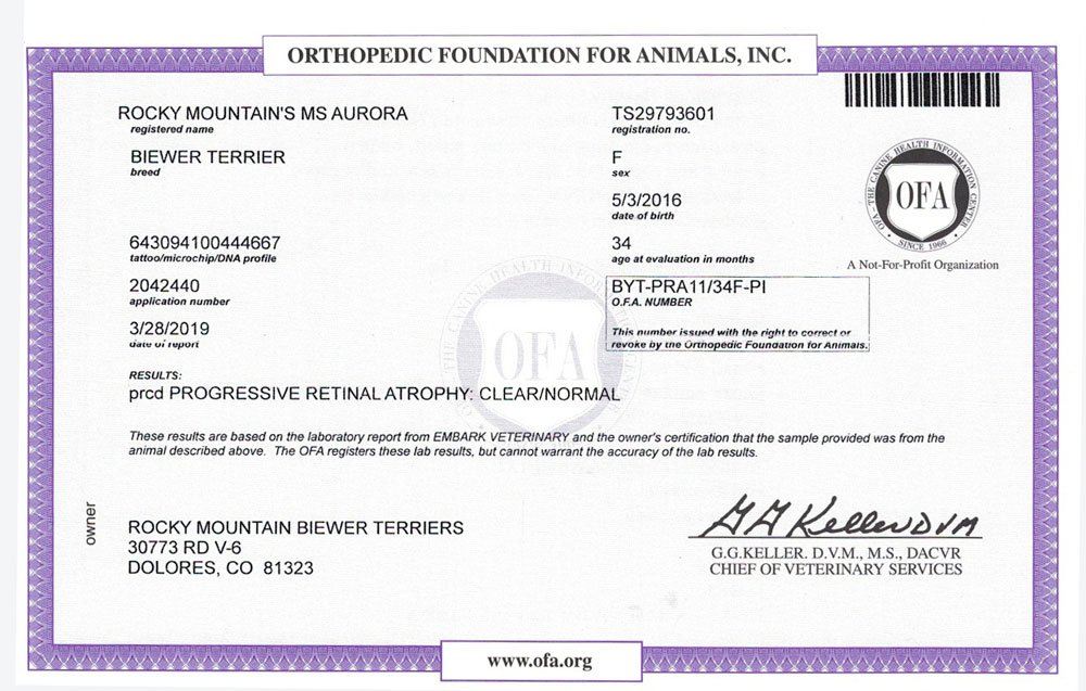 Biewer Terrier Rocky Mountain's Miss Aurora OFA PRCD Health Test Certificate