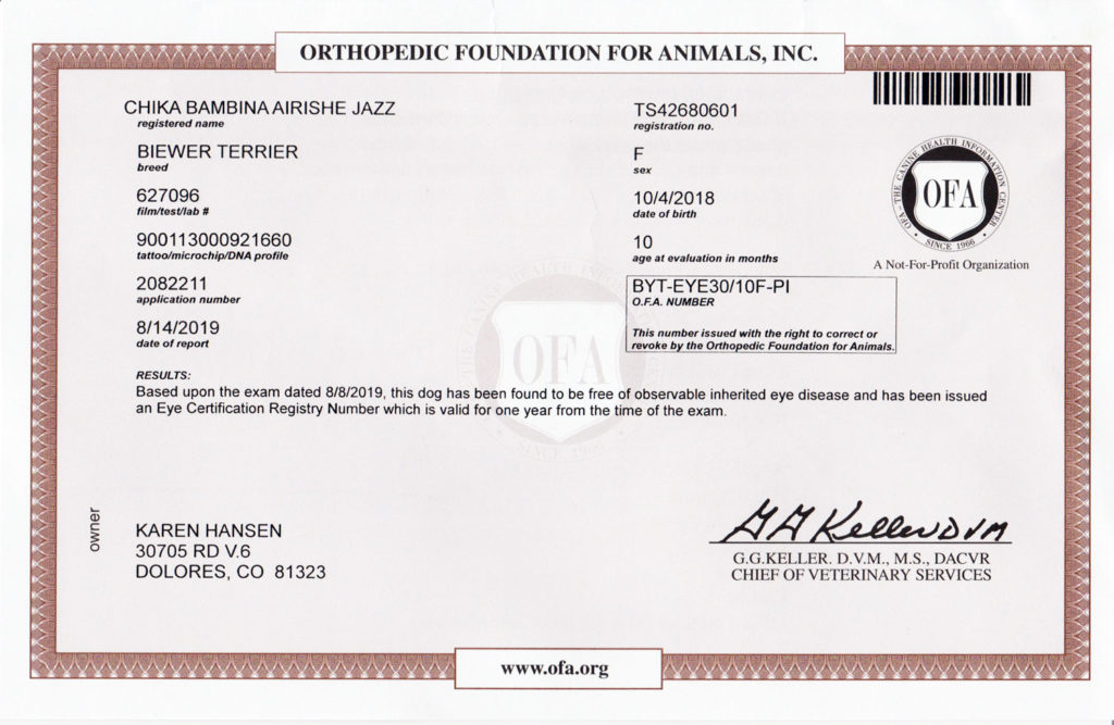 Biewer Terrier OFA Eye (CERF) Certification Rocky Mountain's Lady Bambina