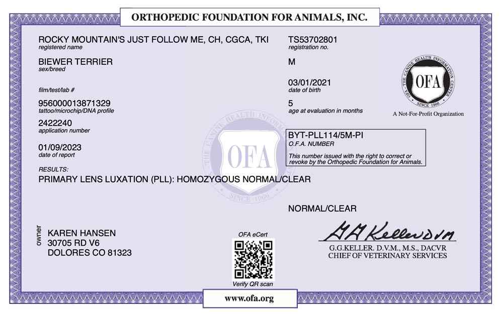 Biewer Terrier Rocky Mountains Jut Follow Me PLL OFA Health Test Certificate