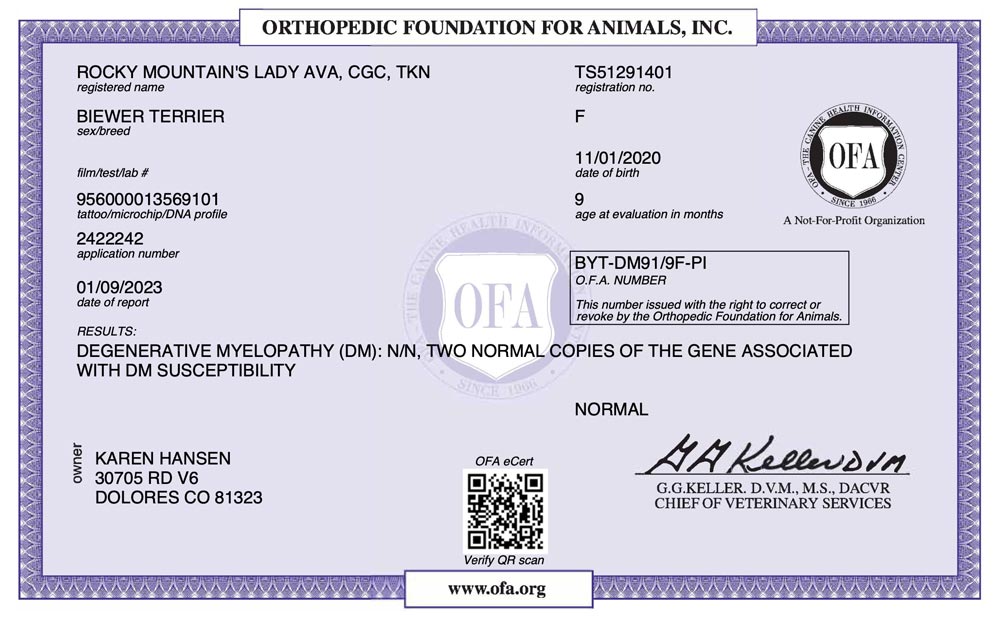 Biewer Terrier Rocky Mountains Lady Ava DM OFA Health Test Certificate