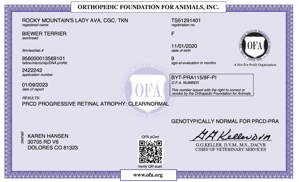 Biewer Terrier Rocky Mountain's Lady Ava OFA PRCD Health Test Certificate