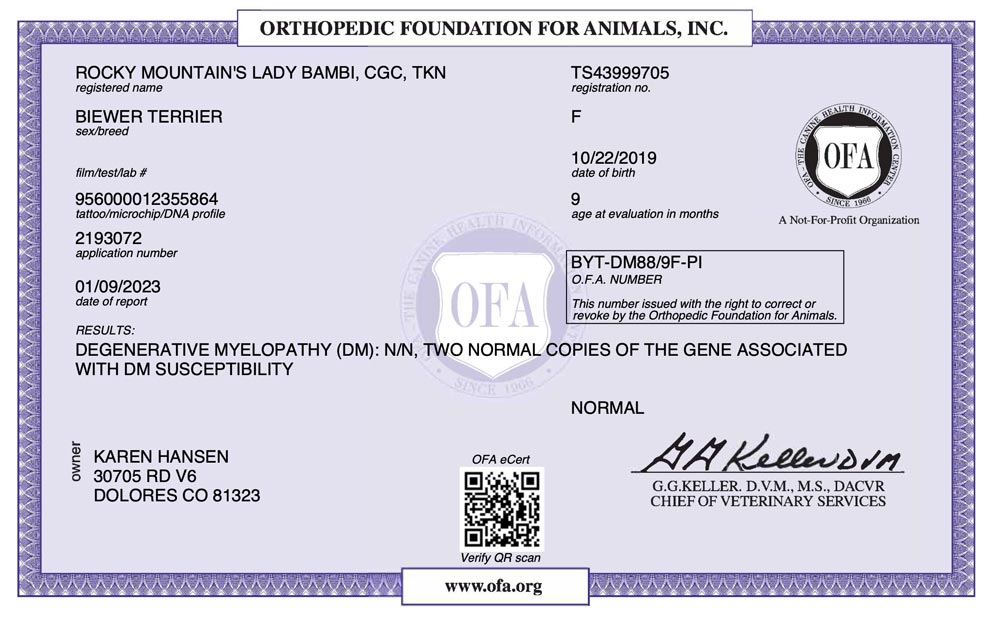 Biewer Terrier Rocky Mountains Lady Bambi DM OFA Health Test Certificate