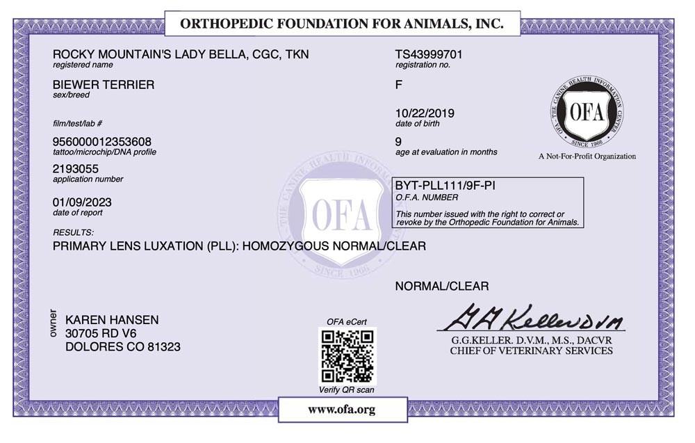Biewer Terrier Rocky Mountains Lady Bella PLL OFA Health Test Certificate