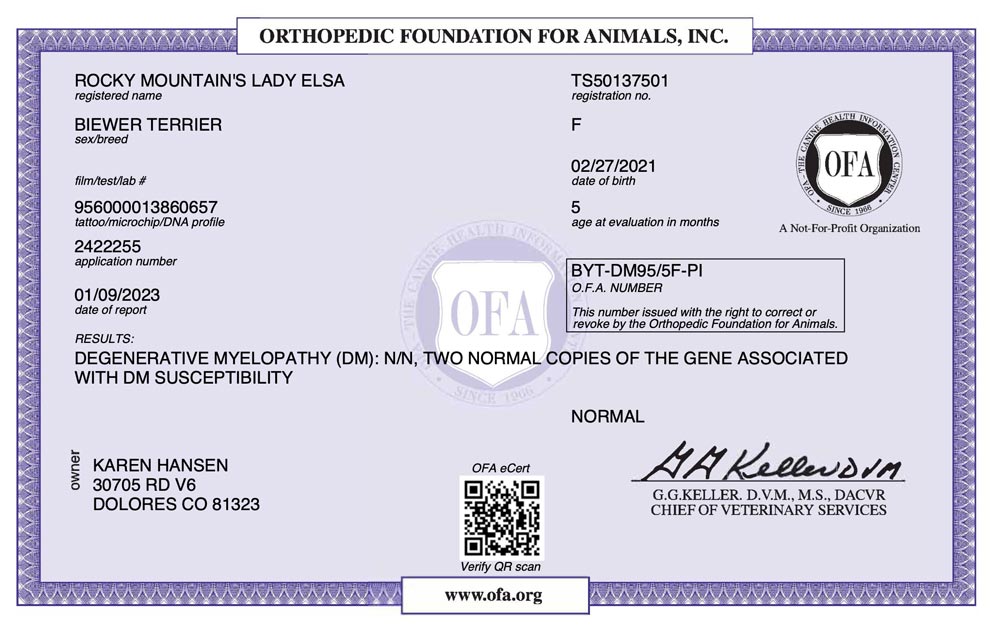 Biewer Terrier Rocky Mountains Lady Elsa DM OFA Health Test Certificate
