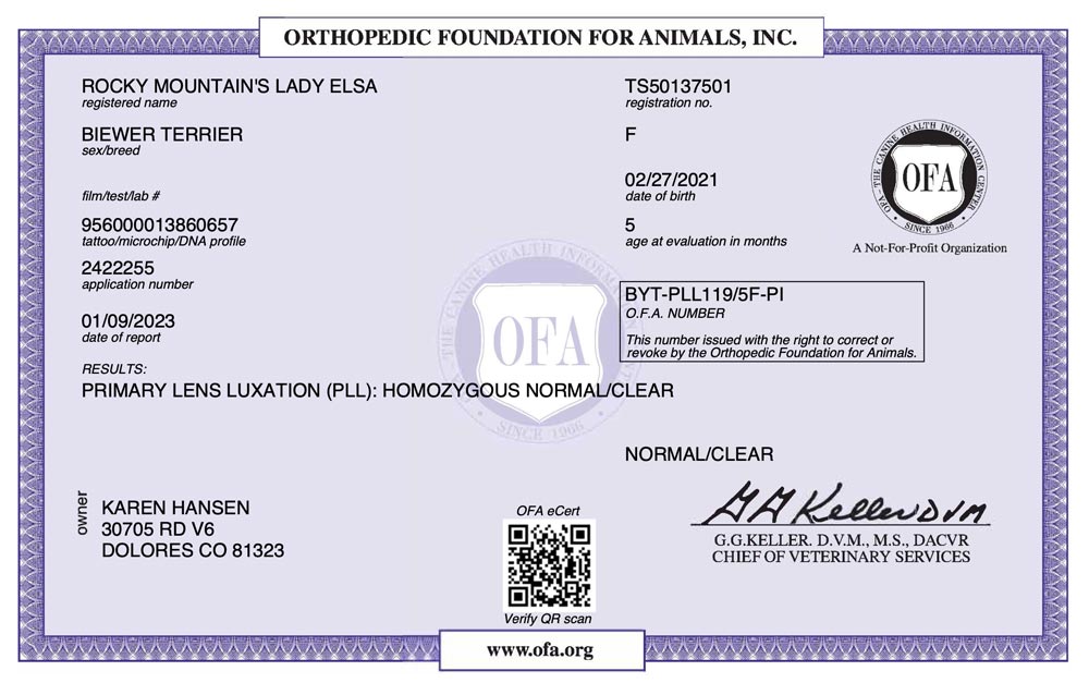 Biewer Terrier Rocky Mountains Lady Elsa PLL OFA Health Test Certificate