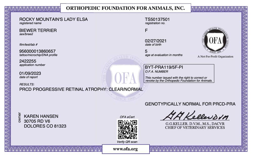 Biewer Terrier Rocky Mountain's Lady Elsa OFA PRCD Health Test Certificate
