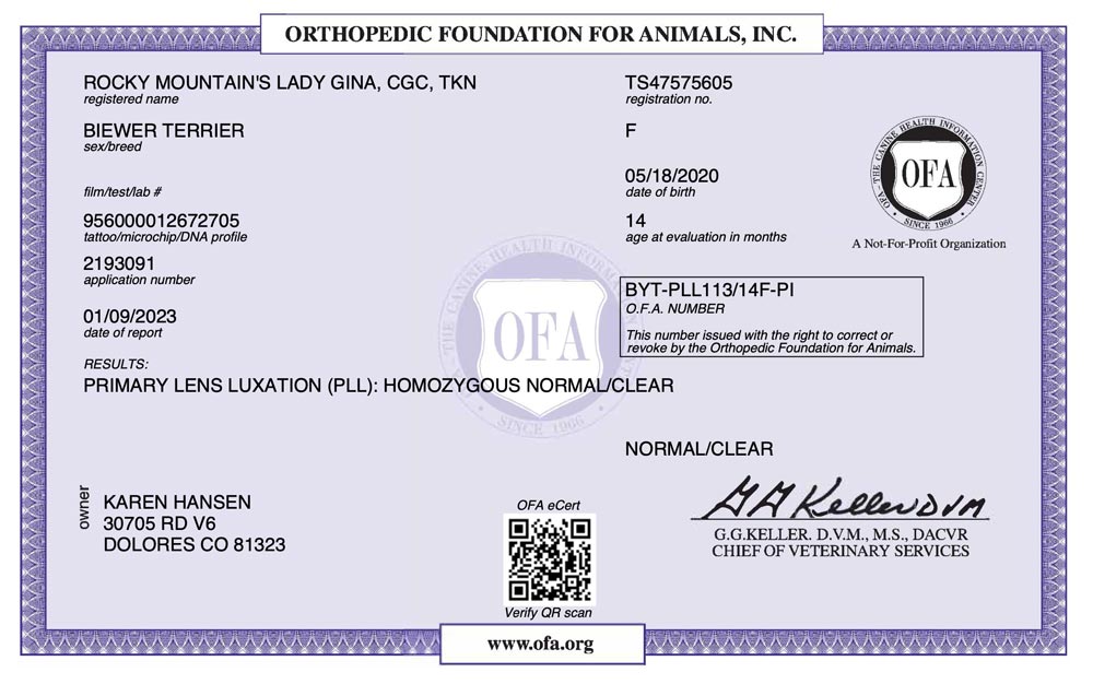 Biewer Terrier Rocky Mountains Lady Gina PLL OFA Health Test Certificate