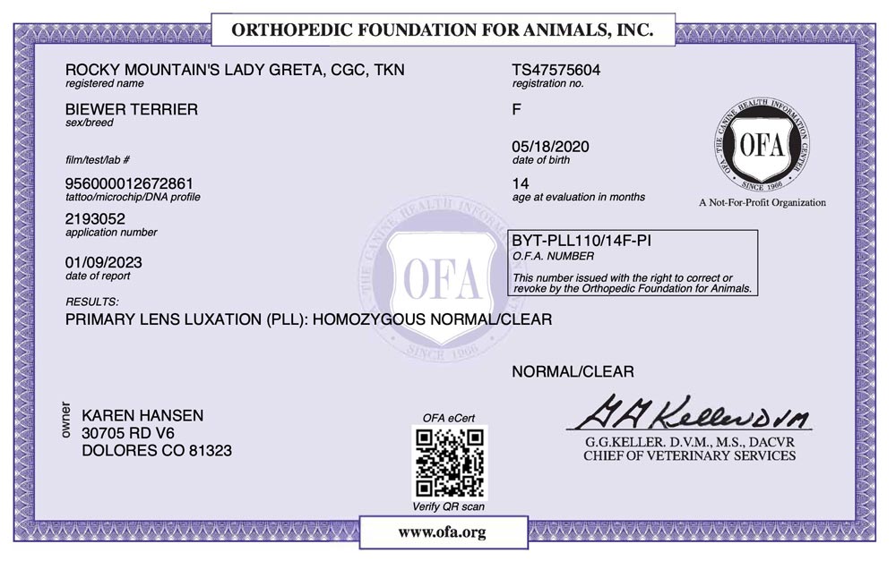 Biewer Terrier Rocky Mountains Lady Greta PLL OFA Health Test Certificate