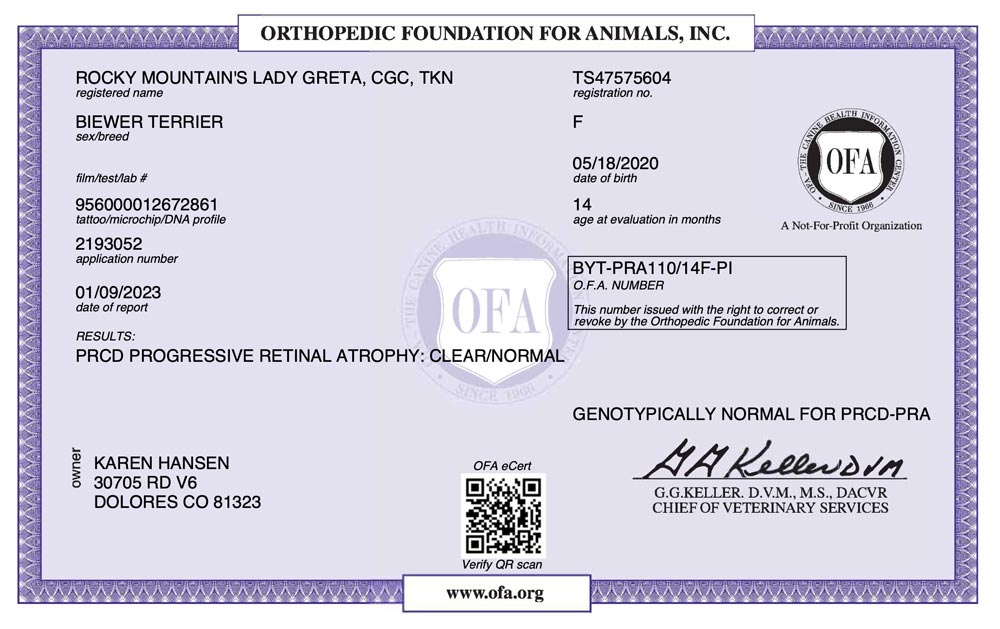 Biewer Terrier Rocky Mountain's Lady Greta OFA PRCD Health Test Certificate