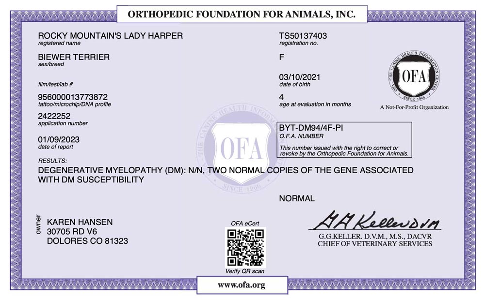 Biewer Terrier Rocky Mountains Lady Harper DM OFA Health Test Certificate