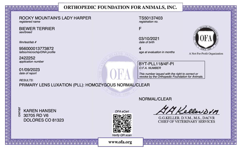 Biewer Terrier Rocky Mountains Lady Harper PLL OFA Health Test Certificate