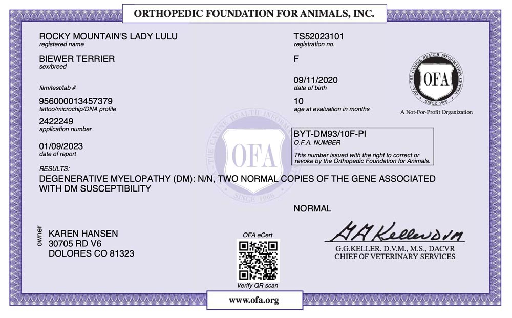 Biewer Terrier Rocky Mountains Lady Lulu DM OFA Health Test Certificate