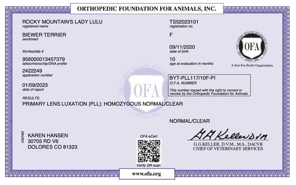 Biewer Terrier Rocky Mountains Lady Lulu PLL OFA Health Test Certificate