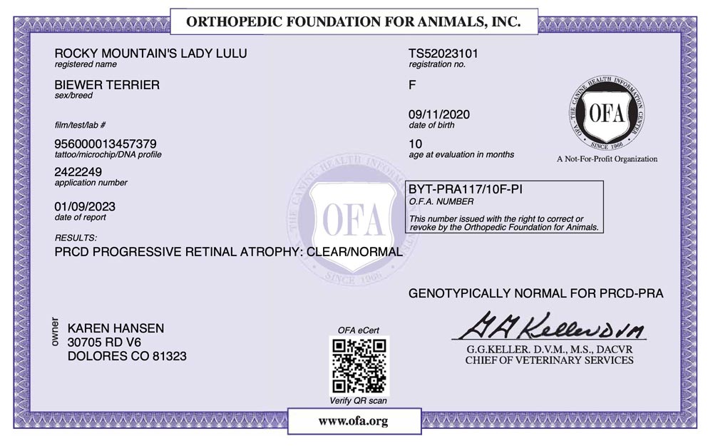 Biewer Terrier Rocky Mountain's Lady Lulu OFA PRCD Health Test Certificate