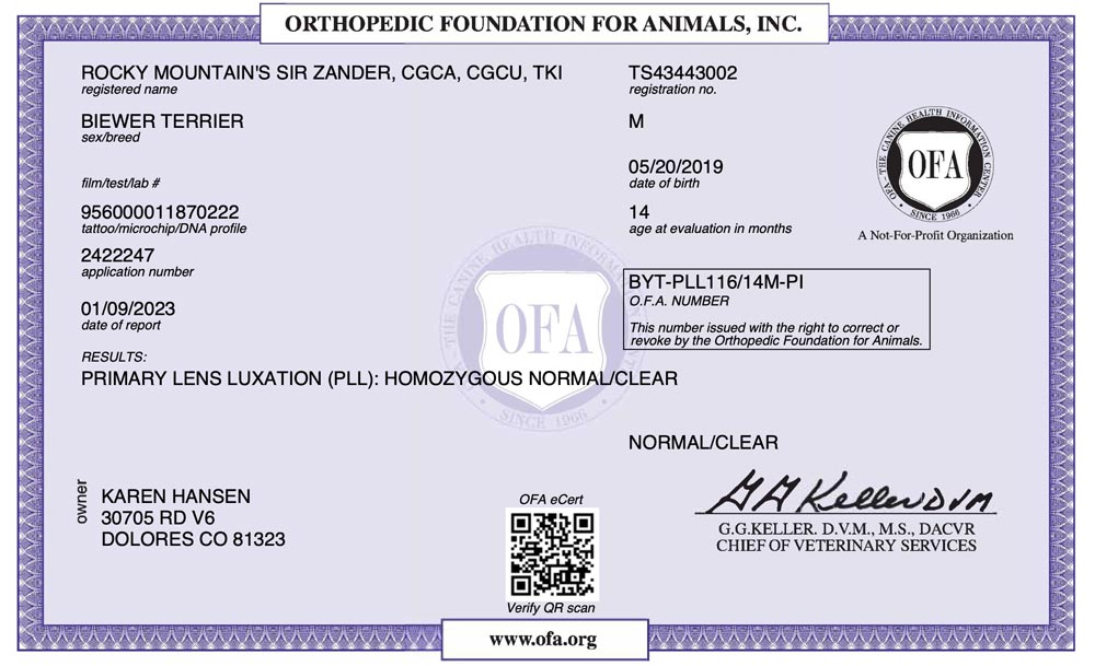 Biewer Terrier Rocky Mountains Sir Zander PLL OFA Health Test Certificate