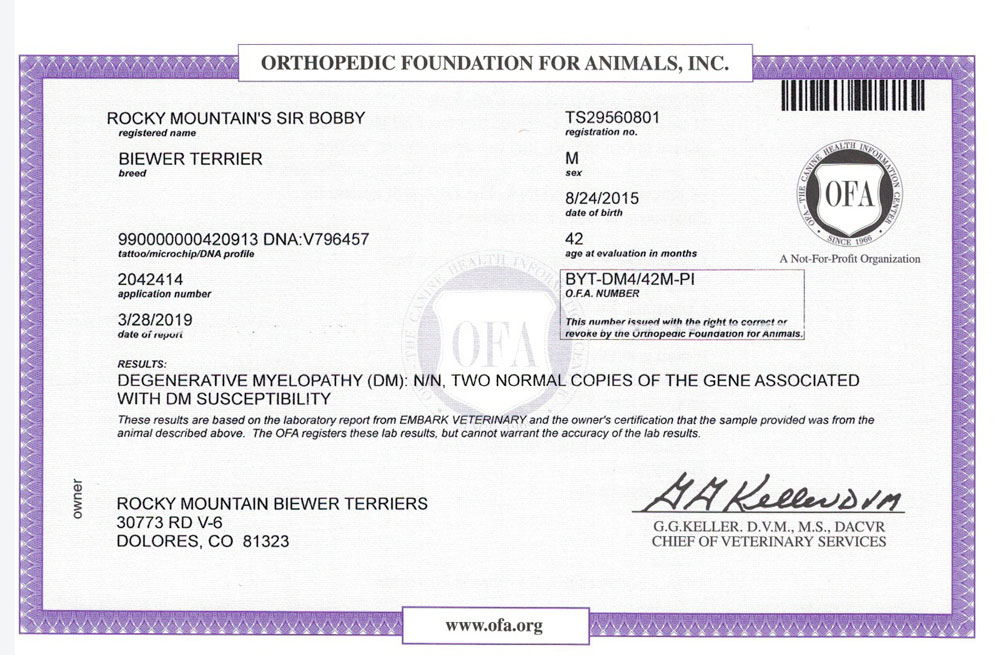 Biewer Terrier Rocky Mountains Sir Bobby DM OFA Health Test Certificate