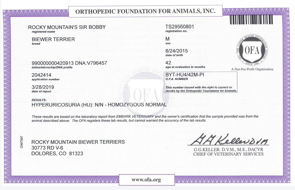 Biewer Terrier Rocky Mountains Sir Bobby HU OFA Health Test Certificate