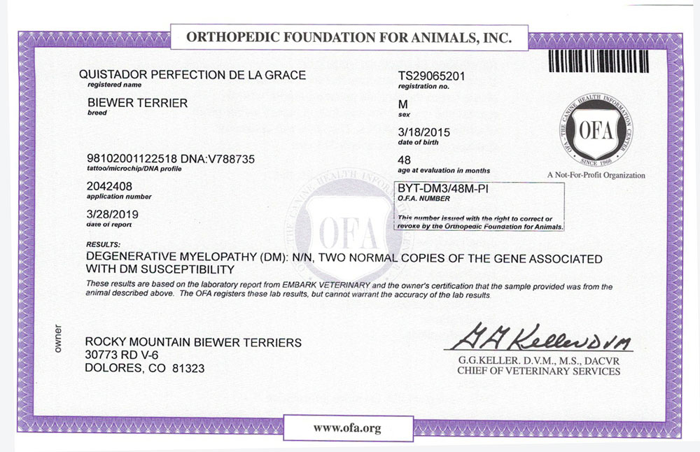 Biewer Terrier Rocky Mountains Sir Durango DM OFA Health Test Certificate
