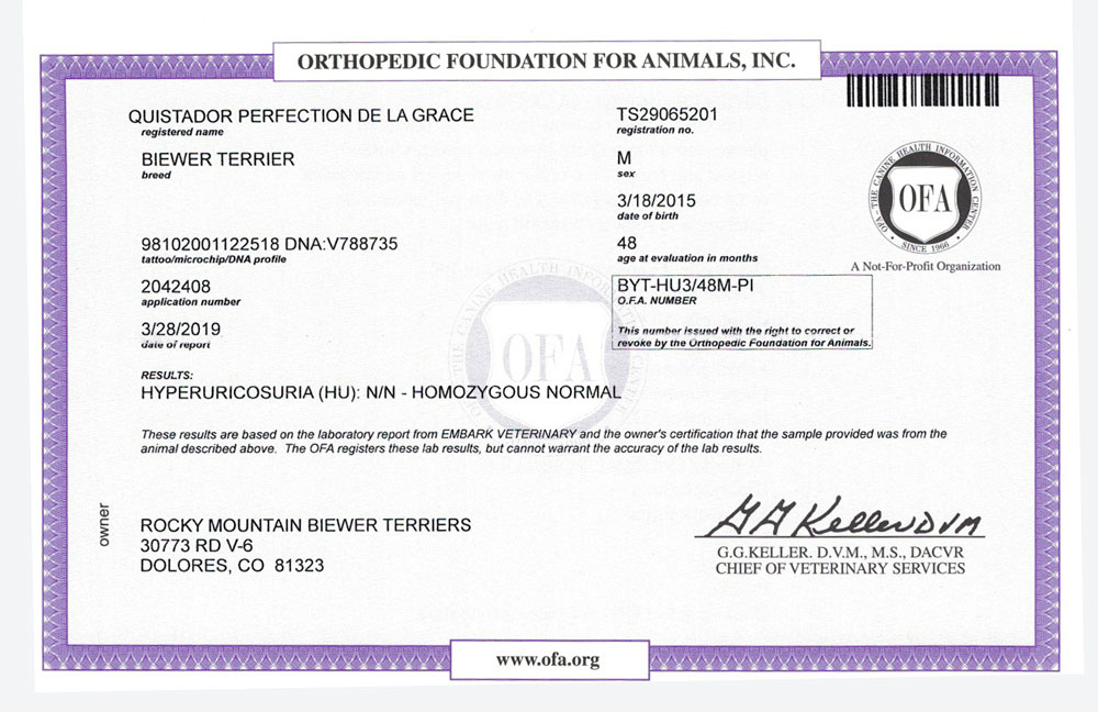 Biewer Terrier Rocky Mountains Sir Durango HU OFA Health Test Certificate