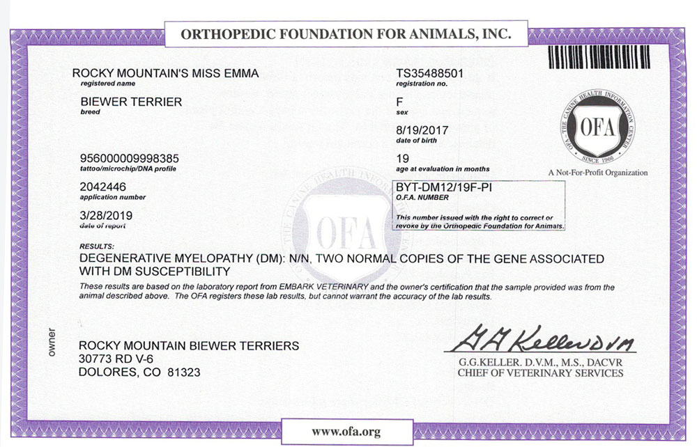 Biewer Terrier Rocky Mountains Lady Emma DM OFA Health Test Certificate