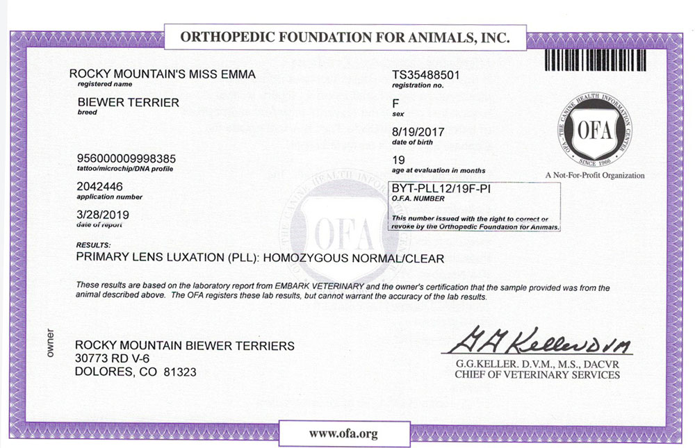 Biewer Terrier Rocky Mountains Lady Emma PLL OFA Health Test Certificate