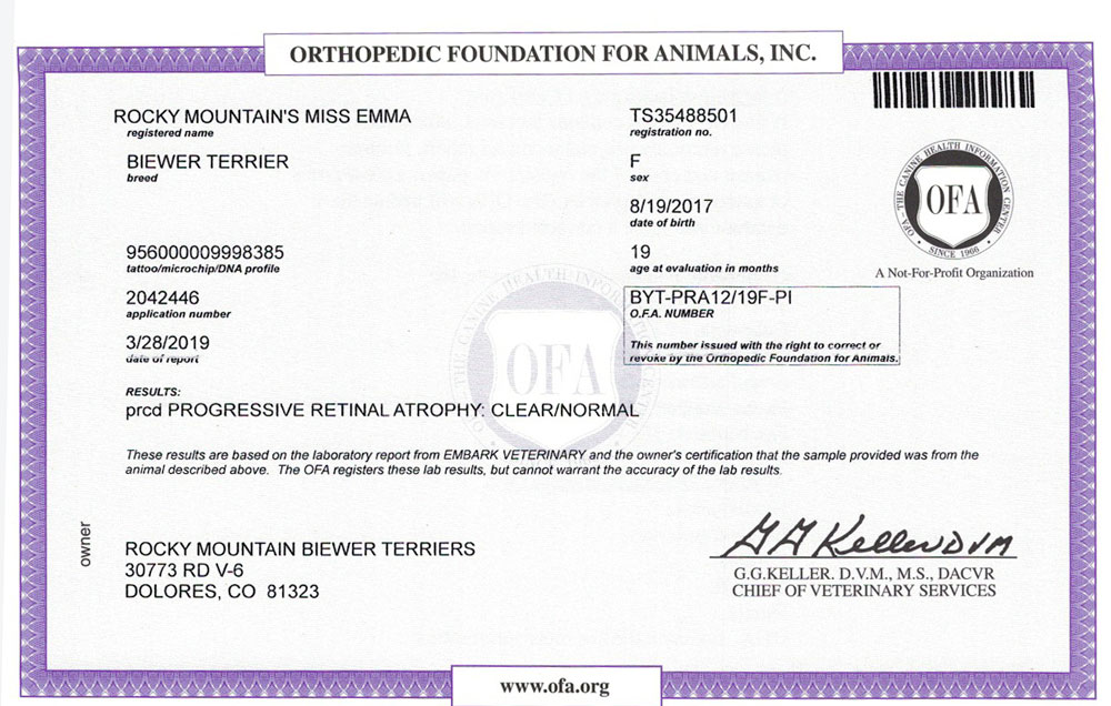 Biewer Terrier Rocky Mountain's Lady Emma OFA PRCD Health Test Certificate