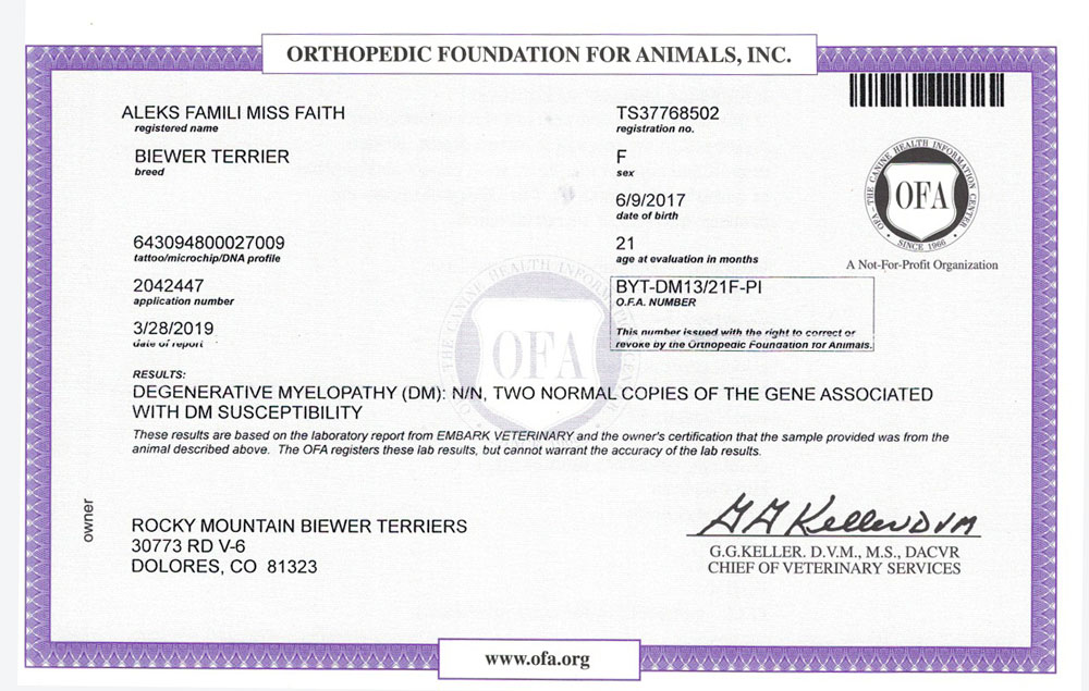 Biewer Terrier Rocky Mountains Lady Faith DM OFA Health Test Certificate